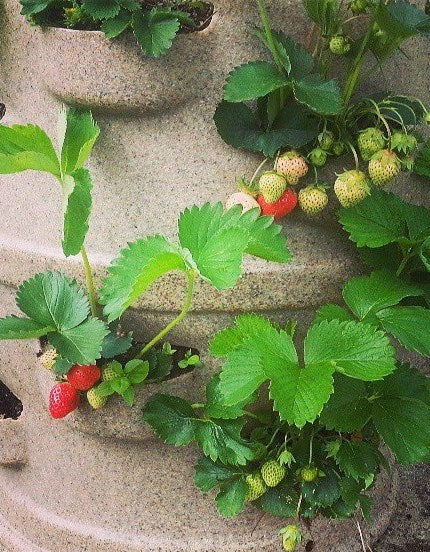 Strawberry Planter Package - Featured Listing for April (Custom planter, horticultural charcoal, worm castings & organic berry food)