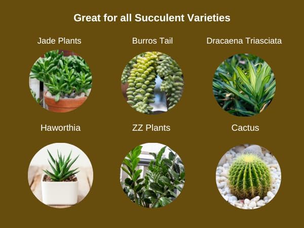 Succulent Mix - Ideally Formulated for Growing Beautiful Succulents & Cacti - 8 qt. bag