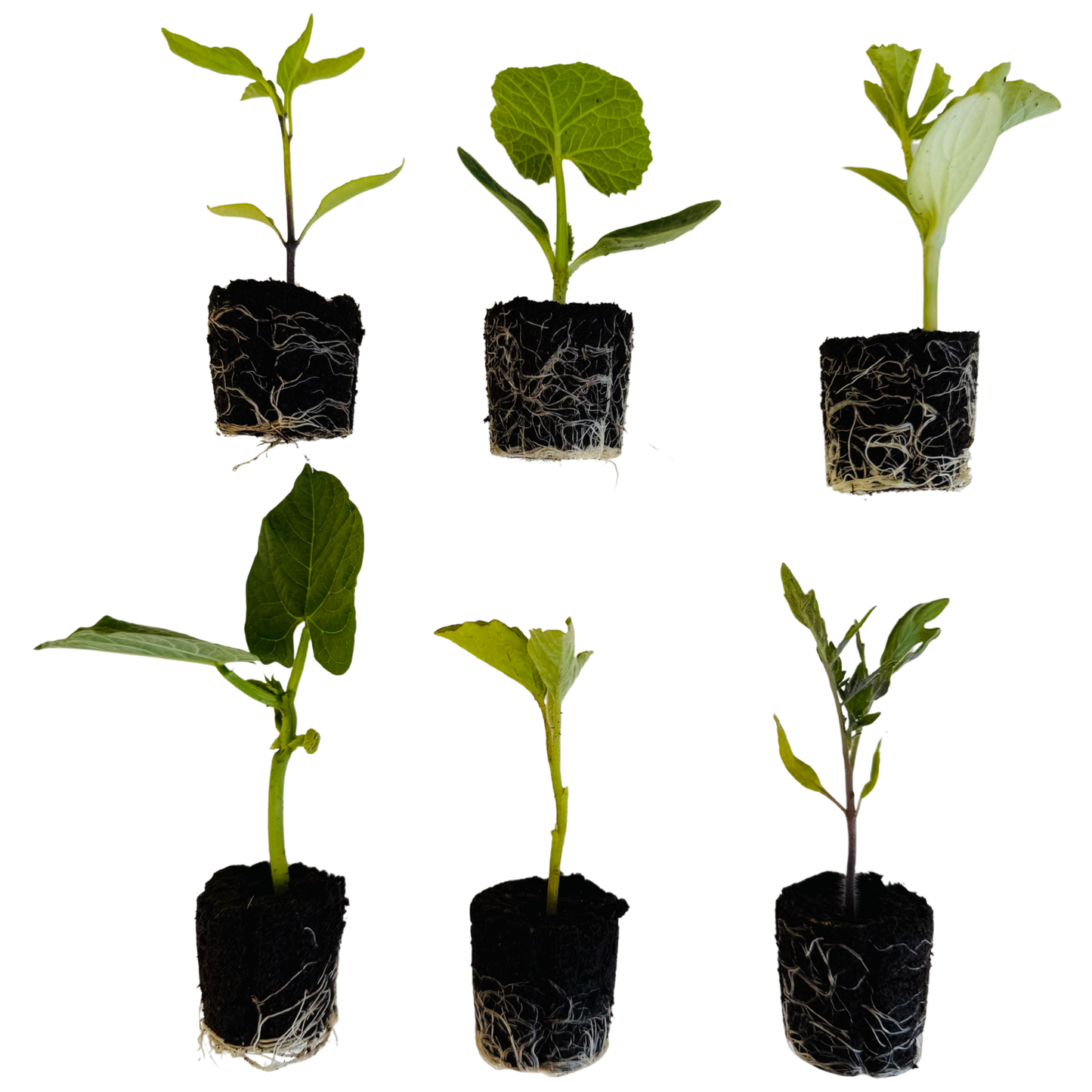 Vegetable Starter Package - Planter Plus 18 Pack Vegetable Seedlings