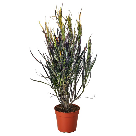 Croton 'Picasso'