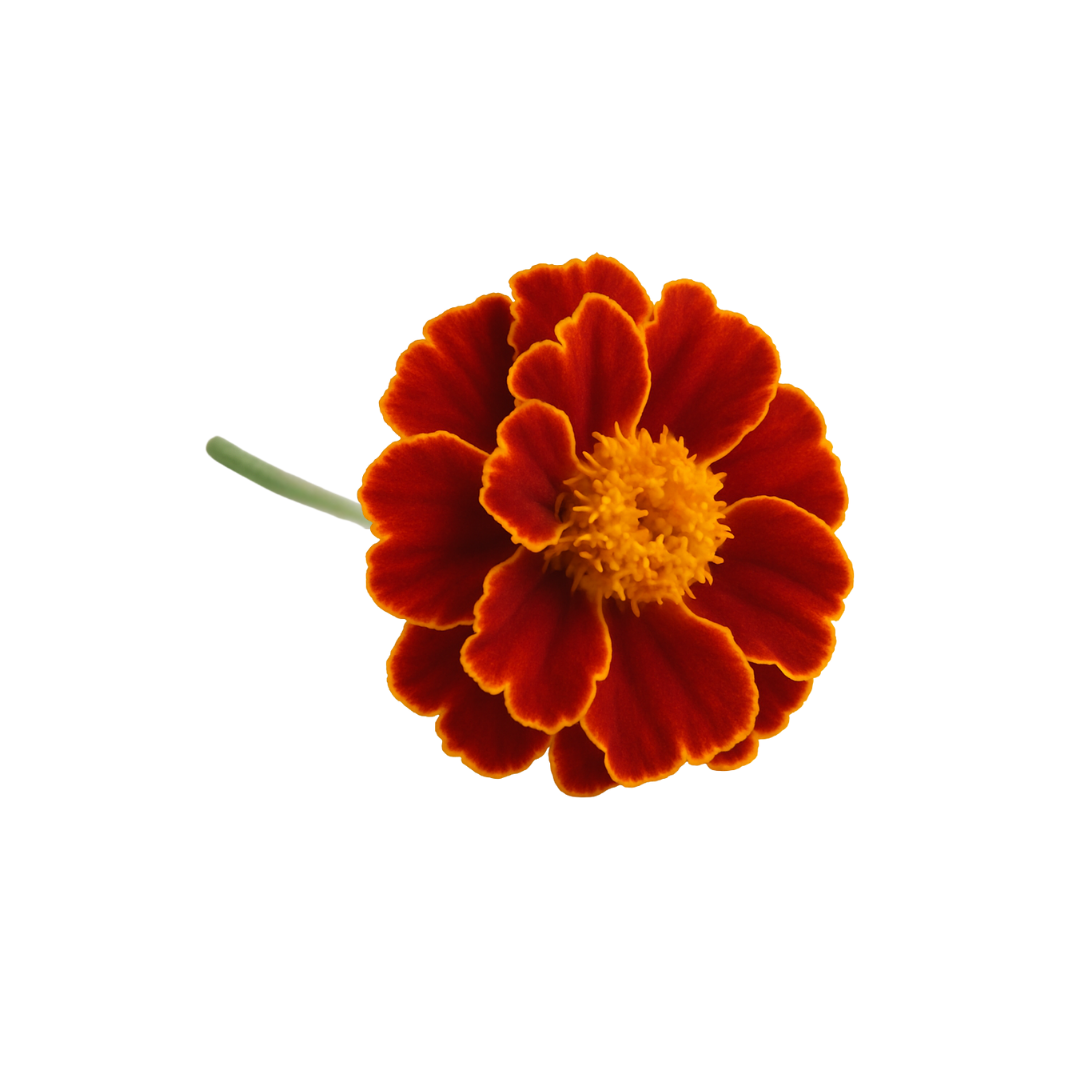 Flower Bundle