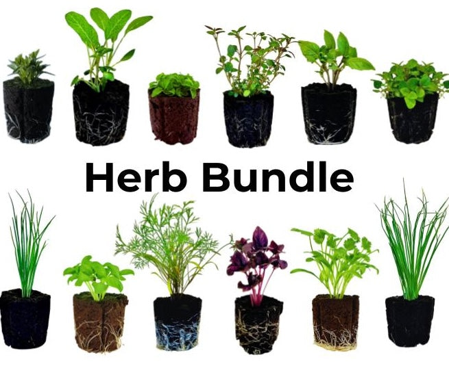 Maceta de jardín de hierbas personalizada con tubo de riego central y carrito con ruedas de 5 pulgadas
