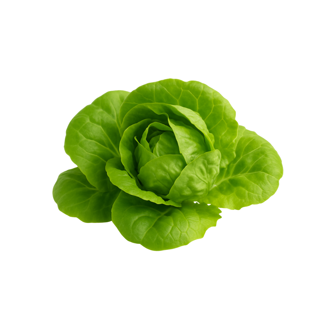 Lettuce Bundle