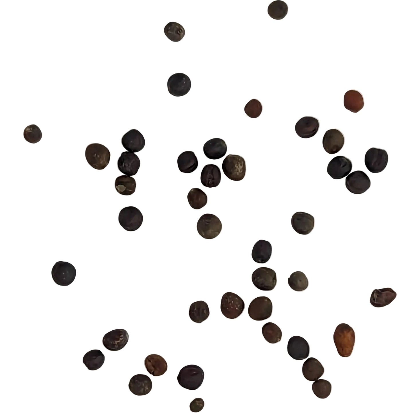 Green Magic Broccoli Seeds