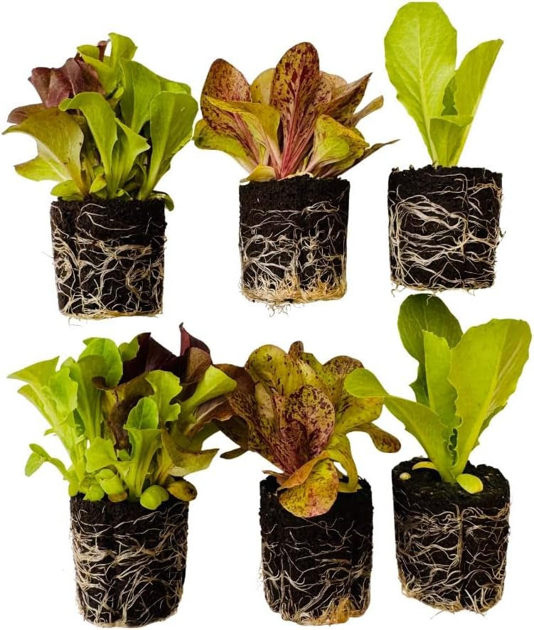 Salad Greens Starter Bundle  -  (Custom planter & 16 Pack Seed Starter Tray)