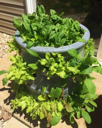 Salad Greens Starter Bundle  -  (Custom planter & 16 Pack Seed Starter Tray)