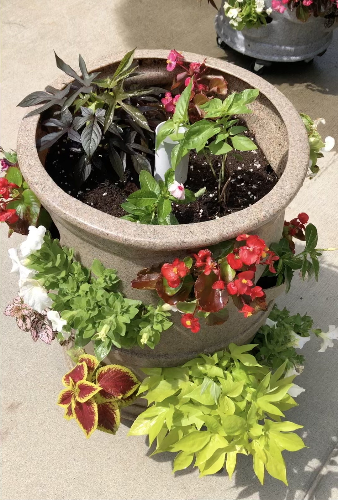 Load video: Beautiful flower &amp; ornamental plant display